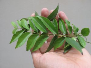 Curry leaves