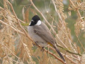 Red breasted bulbul -beautiful song, Birds of Bikaner
