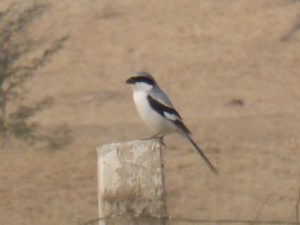 Southern Grey Shirke -kills bees by impaling them on thorns.