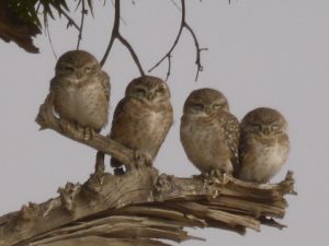 Spotted Asian Owlet, Birds of Bikaner, Rajasthan