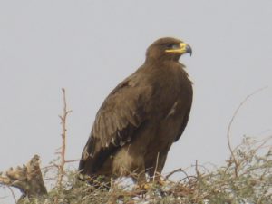 Steppe Eagle