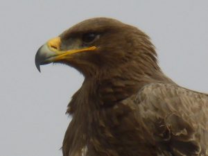 Steppe Eagle 