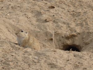 The Desert gerbil -fast food for the birds, Birds of Bikaner