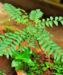 Curry leaf plant