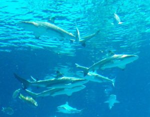 Dubai tourist attractions