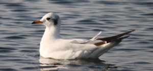 brown headed gull- wilds in Gujarat
