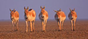 At Dasada - Wilds in Gujarat