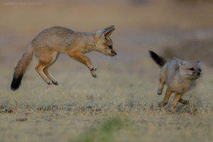 Indian fox pups- wild in Gujarat