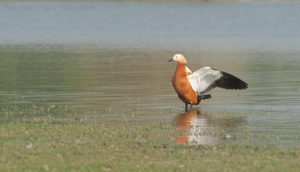 Thol -wilds in Gujarat