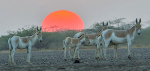 Sunset in Rann of Kutch- Wilds in Gujarat