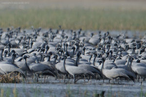 cranes- Rann of Kutch-wilds of Gujarat