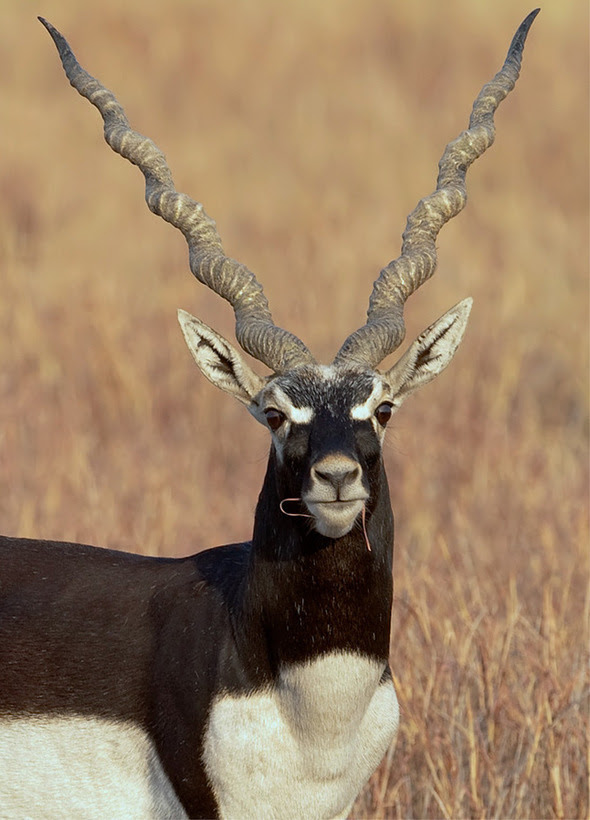 The Blackbuck, tribes and wilds of Gujarat