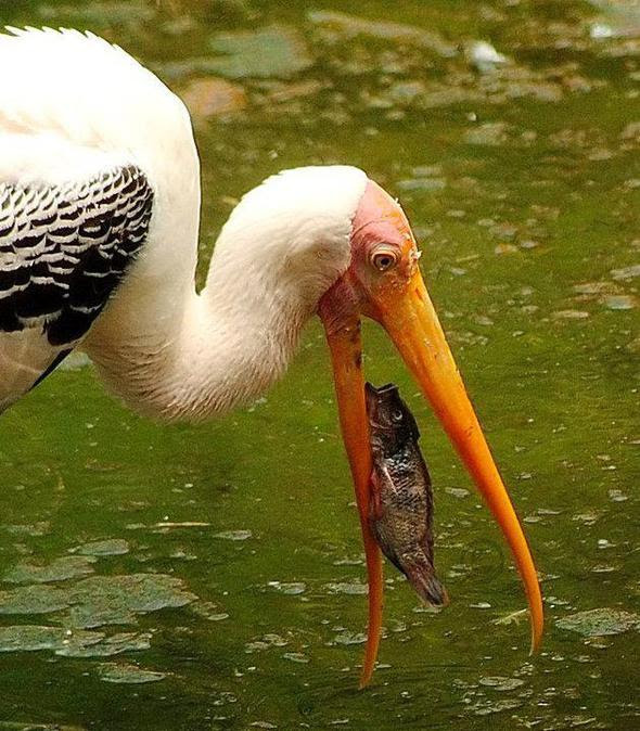 At the Gir forest- tribes and wilds in Gujarat