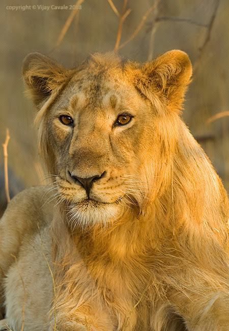 Lion safari at Gir Forest-tribes and wilds in Gujarat