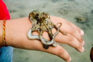 Fauna at Gir forest- wilds in Gujarat