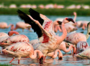 Flamingos in Gir forest-wilds in Gujarat