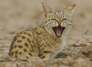 The wilds in Gujarat