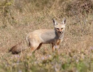animals in gir -wilds in Gujarat