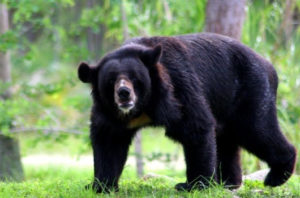 Sloth bear Ratan Mahal Sloth Bear Sanctuary -tribes and wilds in Gujarat