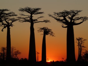 Baobabs avenue sunset-bizarre places