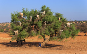 Village of Tamri in Morocco, bizarre places