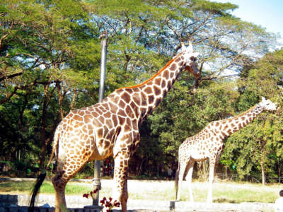 Two giraffe at mysore zoo