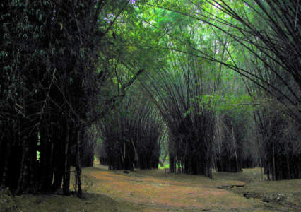 Canopy in Cubbon Park, Bangalore, Bengaluru