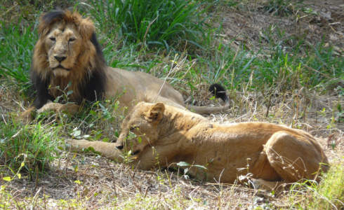 Lion Safari at Bannerghatta National Park near Mysore