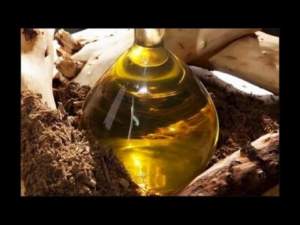 Pure Sandalwood Oil from Mysore Sandalwood Shop