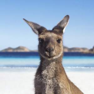 Reasons why you should visit Australia