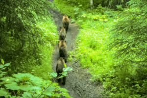 Rovers Run Trail Alaska, dangerous national parks in America