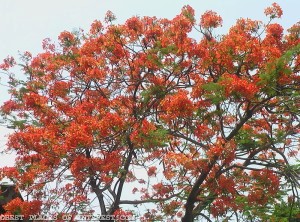 Gulmohar Galore - Best Places of Interest