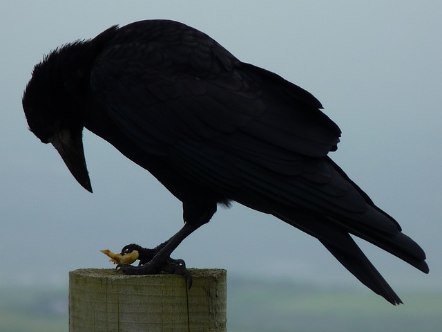 Birds, my friends!