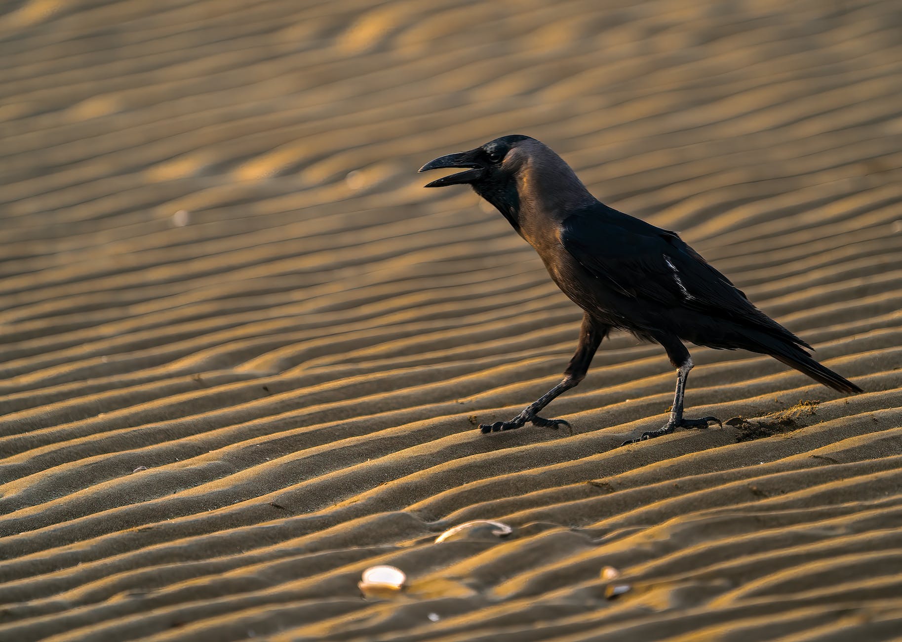 house crow for crows and ravens