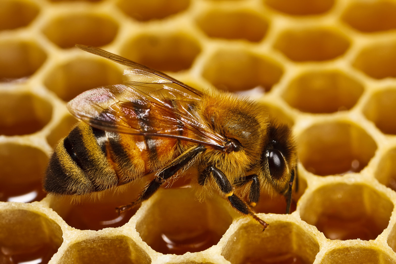 Dabur Honey Diet for healthy you!