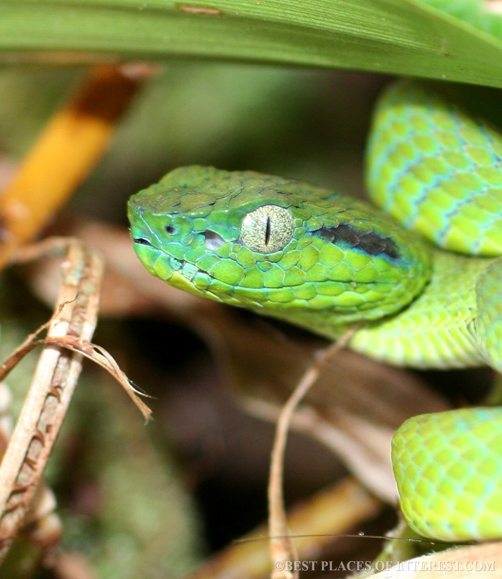 Creepy snake