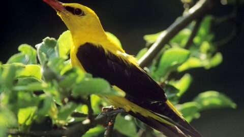 Harmony ARJNH6 (Image source)