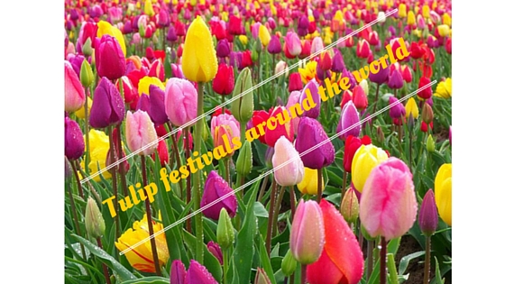 Tulip festivals around the world
