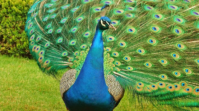Jubilant