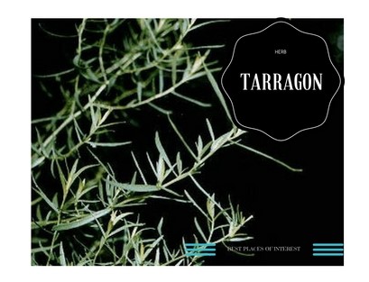Herb Tarragon