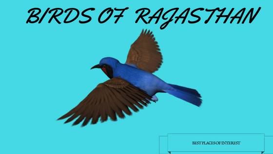 The Birds of Bikaner, Rajasthan