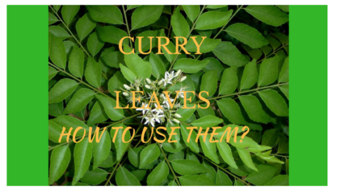 curry leaves how to use them
