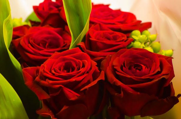 red rose valentine day