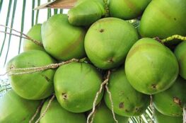 Coconuts on a tree
