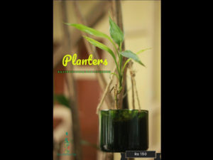 Planters, eco-friendly gifts this Diwali