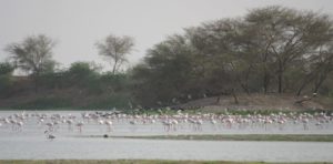 Thol Lake, Ahmedabad city
