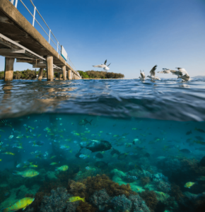 Green islands- Great Barrier Reef