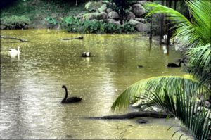 Jurong Bird Park, Singapore attractions