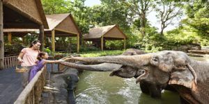 Singapore Zoo, Singapore attractions