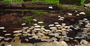Oyster mushroom